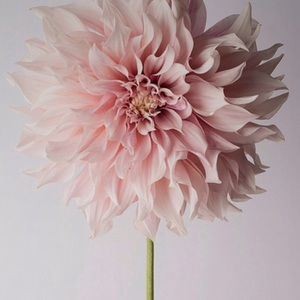 Meet your Posher, Paula